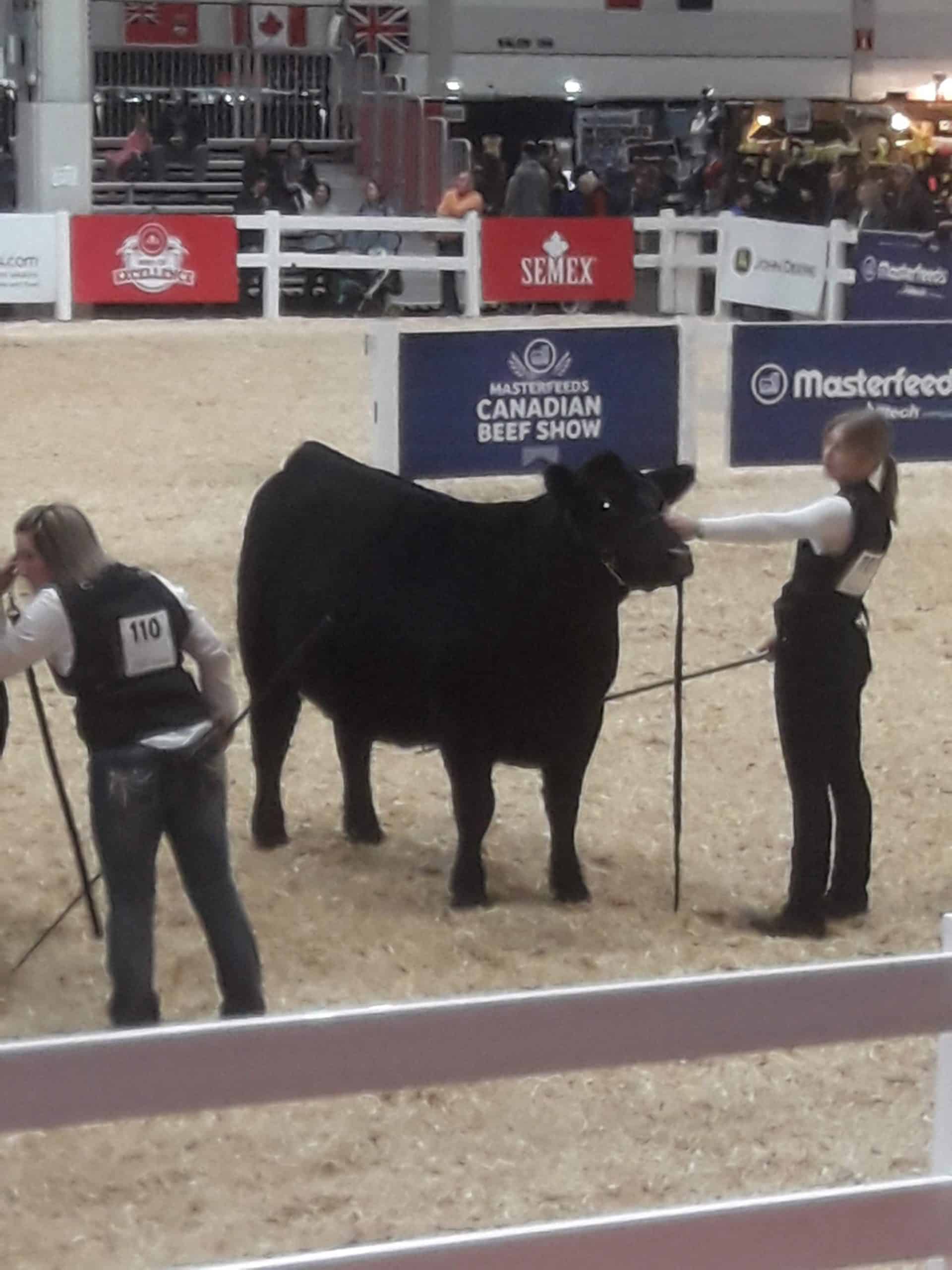 Canadian Angus Association