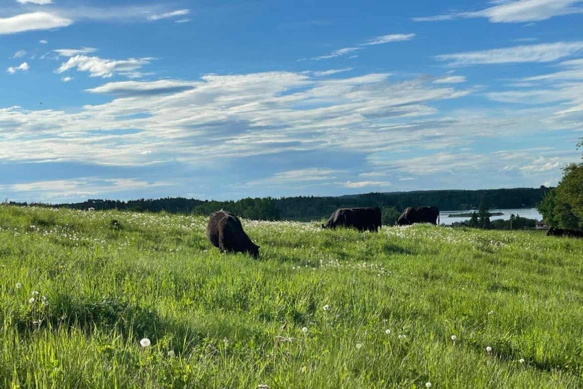 Canadian Angus Association