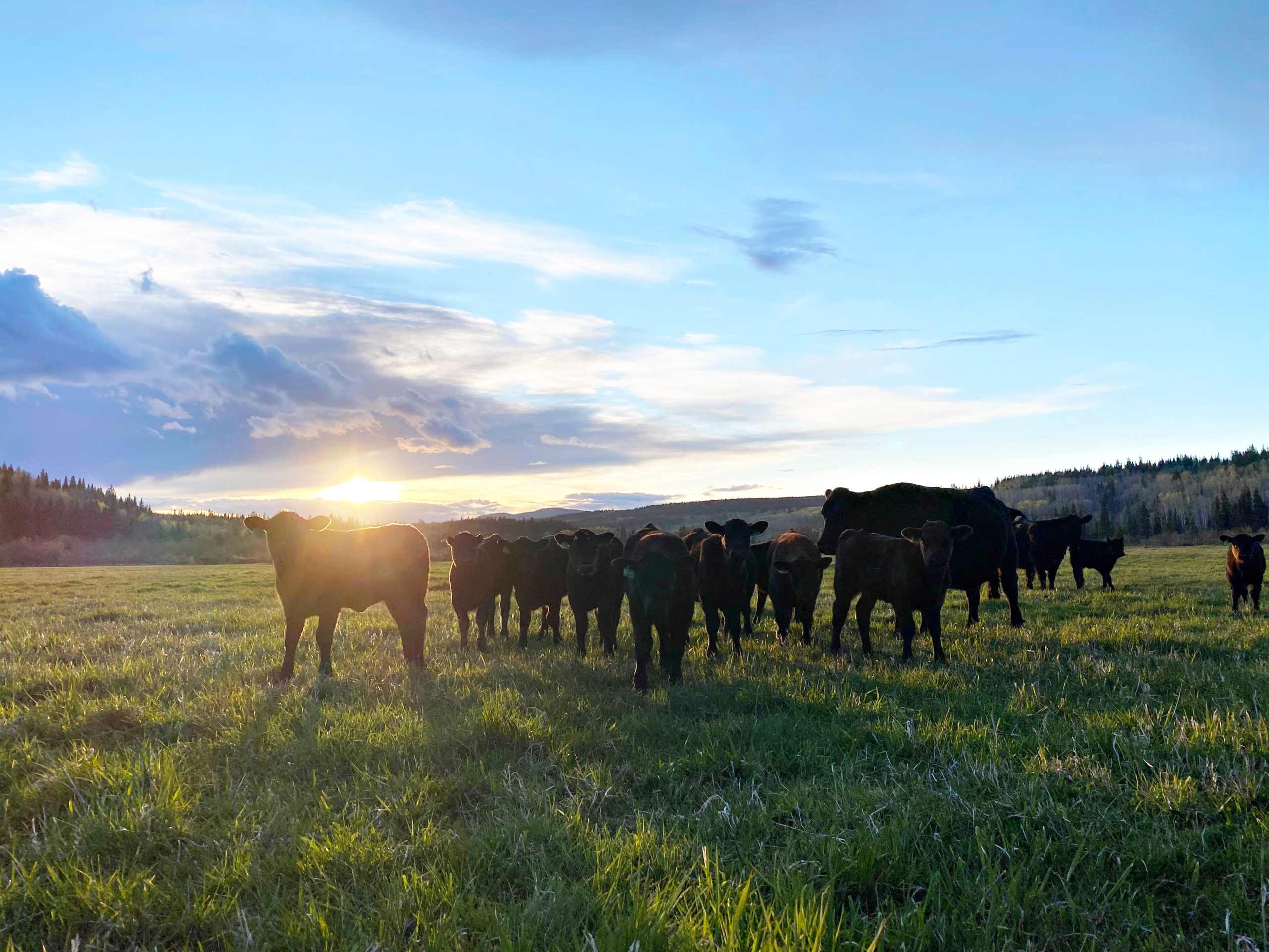 Canadian Angus Association