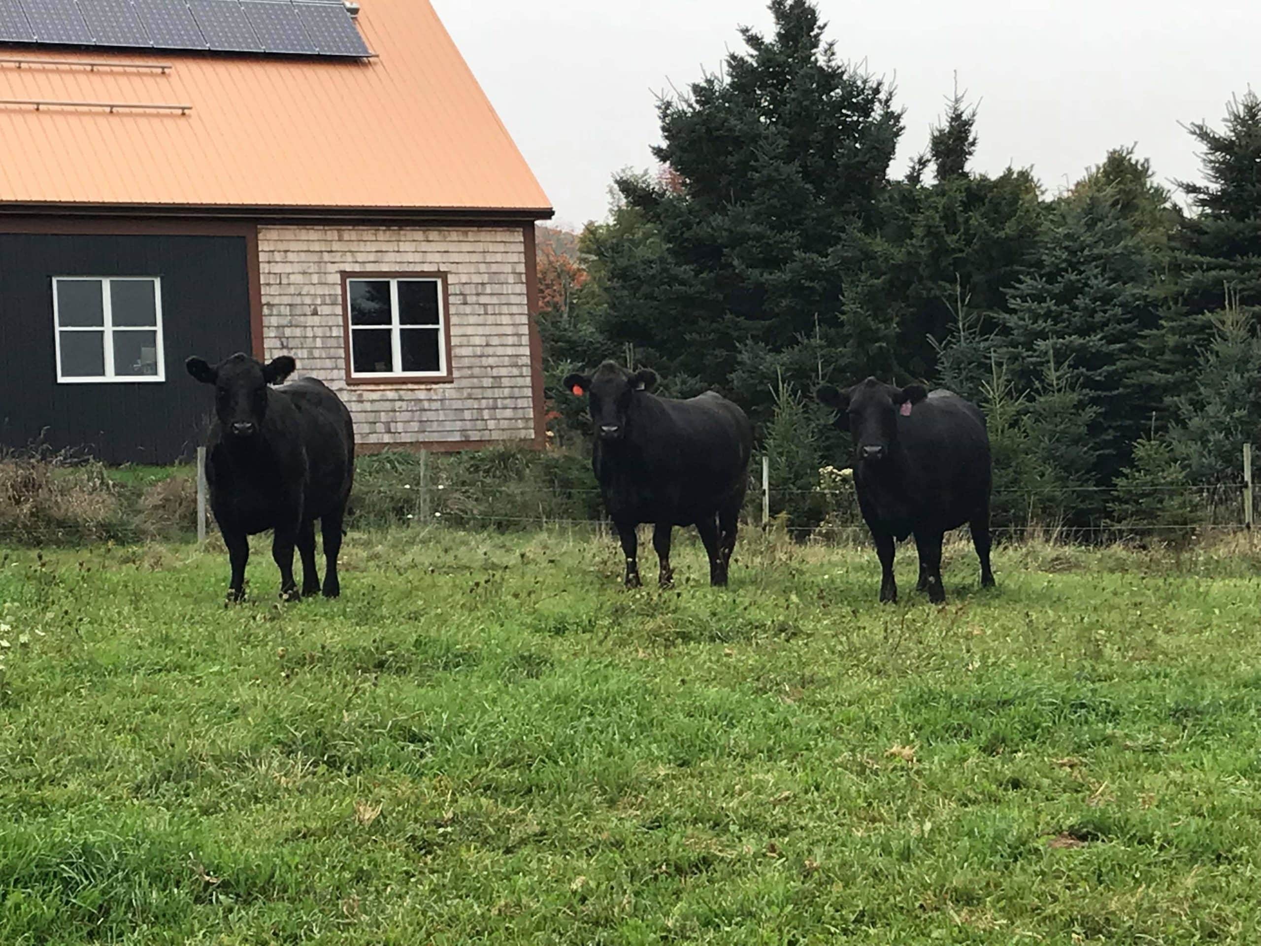 Canadian Angus Association