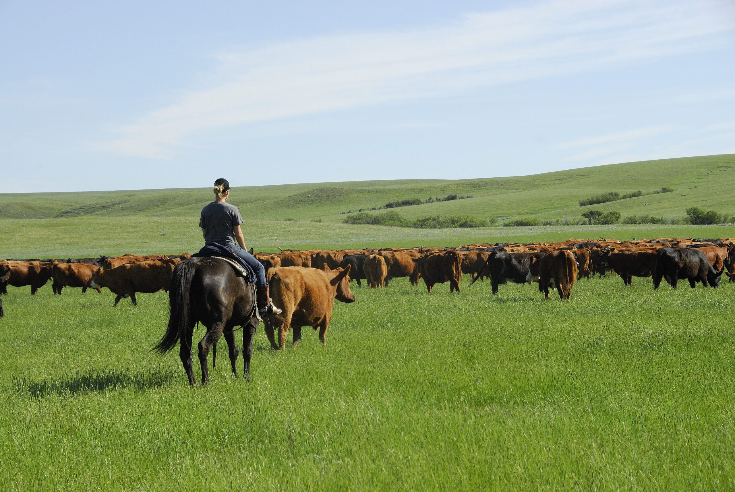 Canadian Angus Association