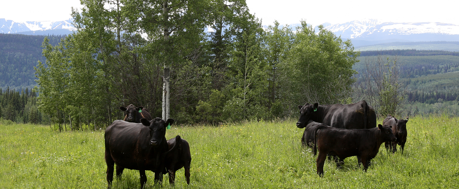 Canadian Angus Association