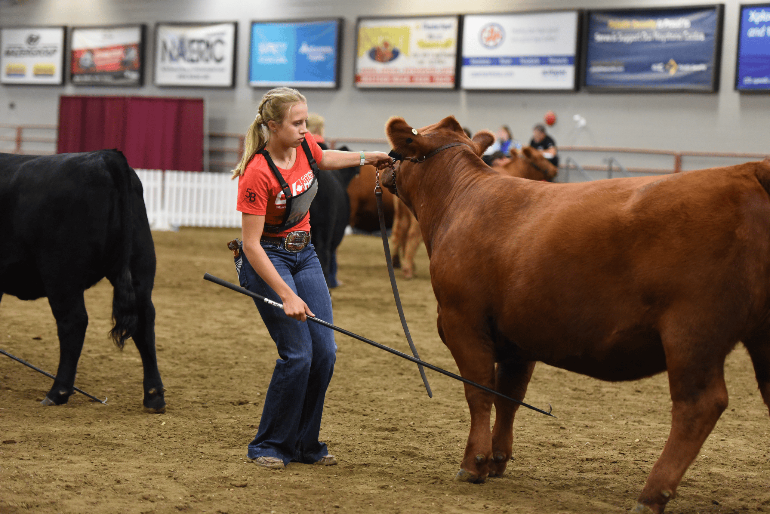 Canadian Angus Association