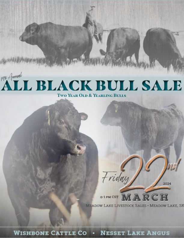 All Black bull Sale