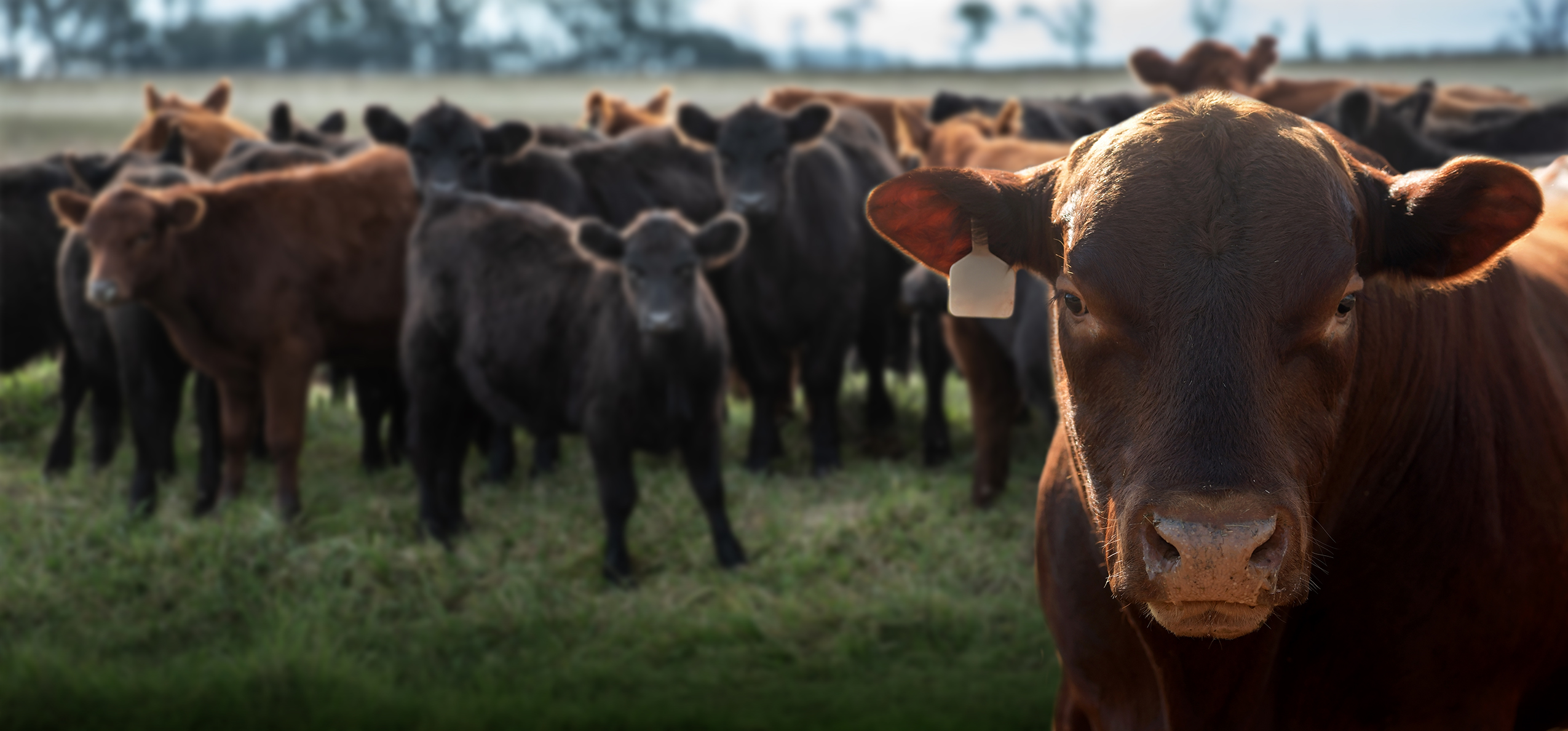 Canadian Angus Association