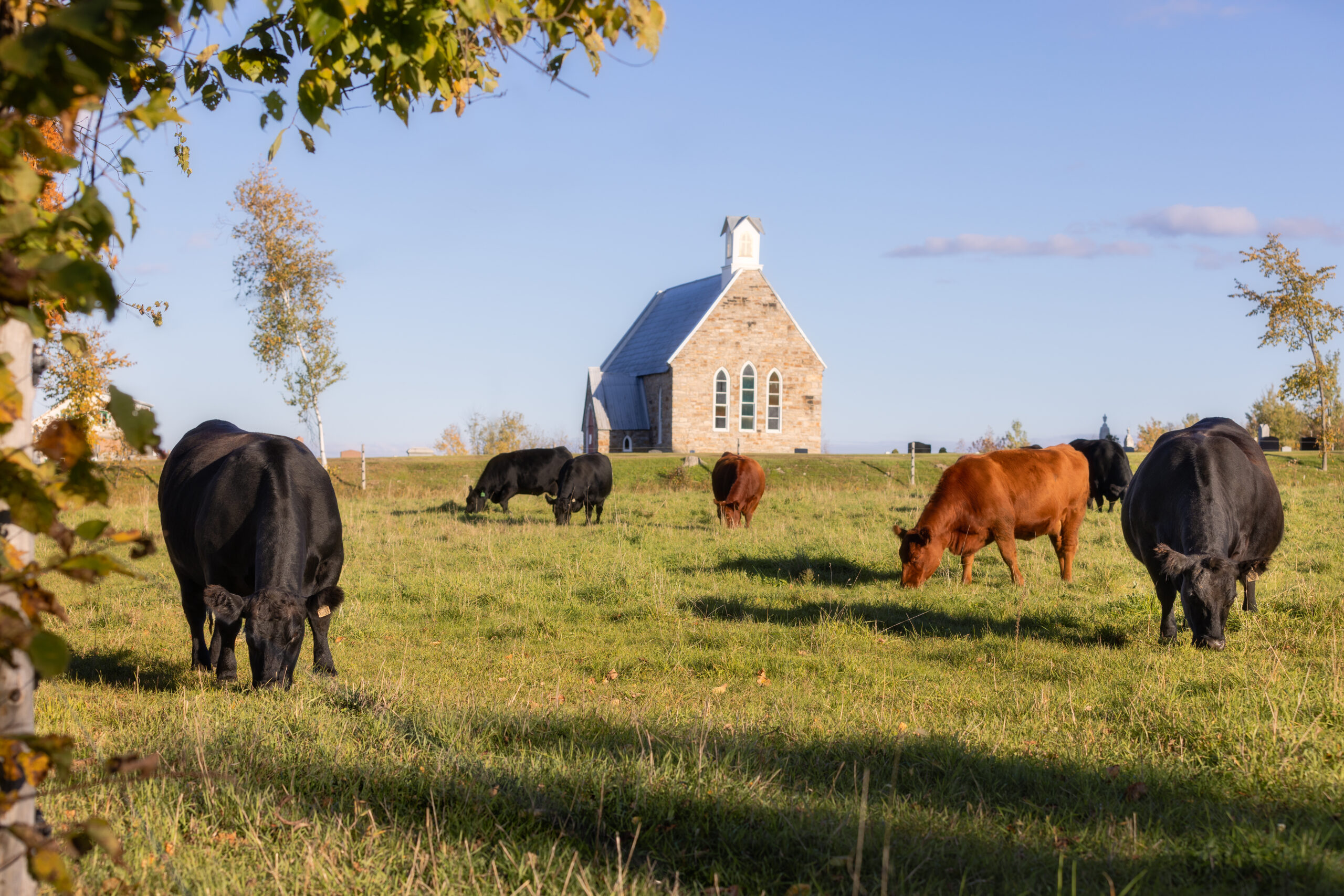 Canadian Angus Association