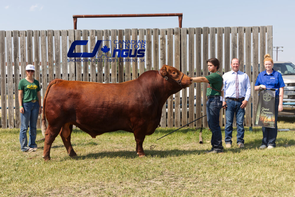 Bull Division - Grand Champion Bull: Red Double B Red Watch 129 - <br>Baxter Blair