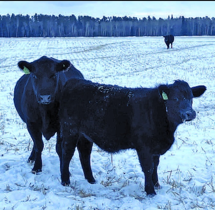 Canadian Angus Association