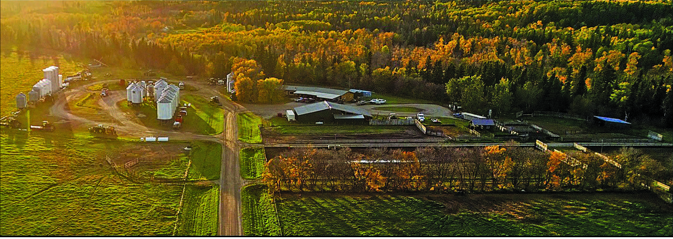 Canadian Angus Association