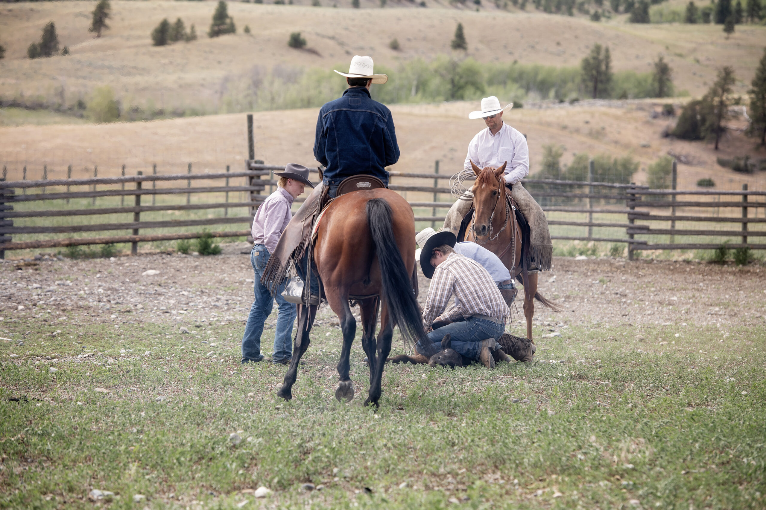 Canadian Angus Association