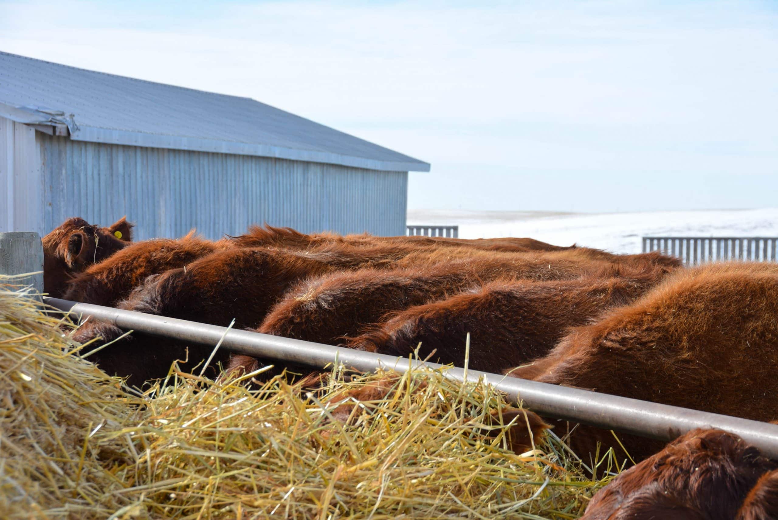 Canadian Angus Association
