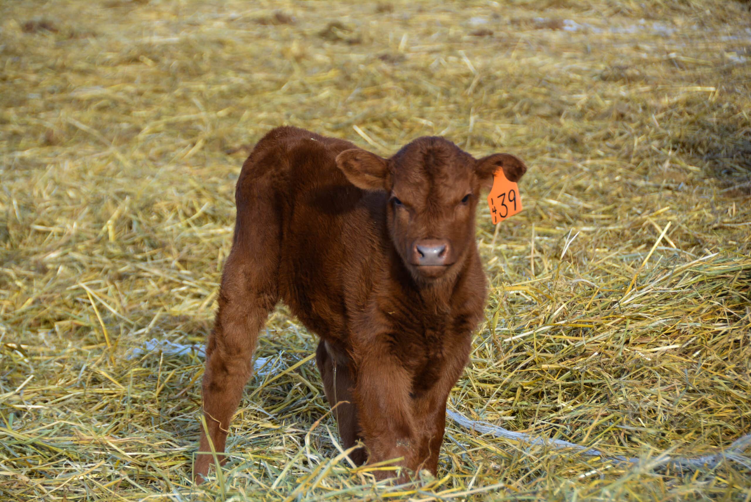 CountRidge_Feb2020 (55)