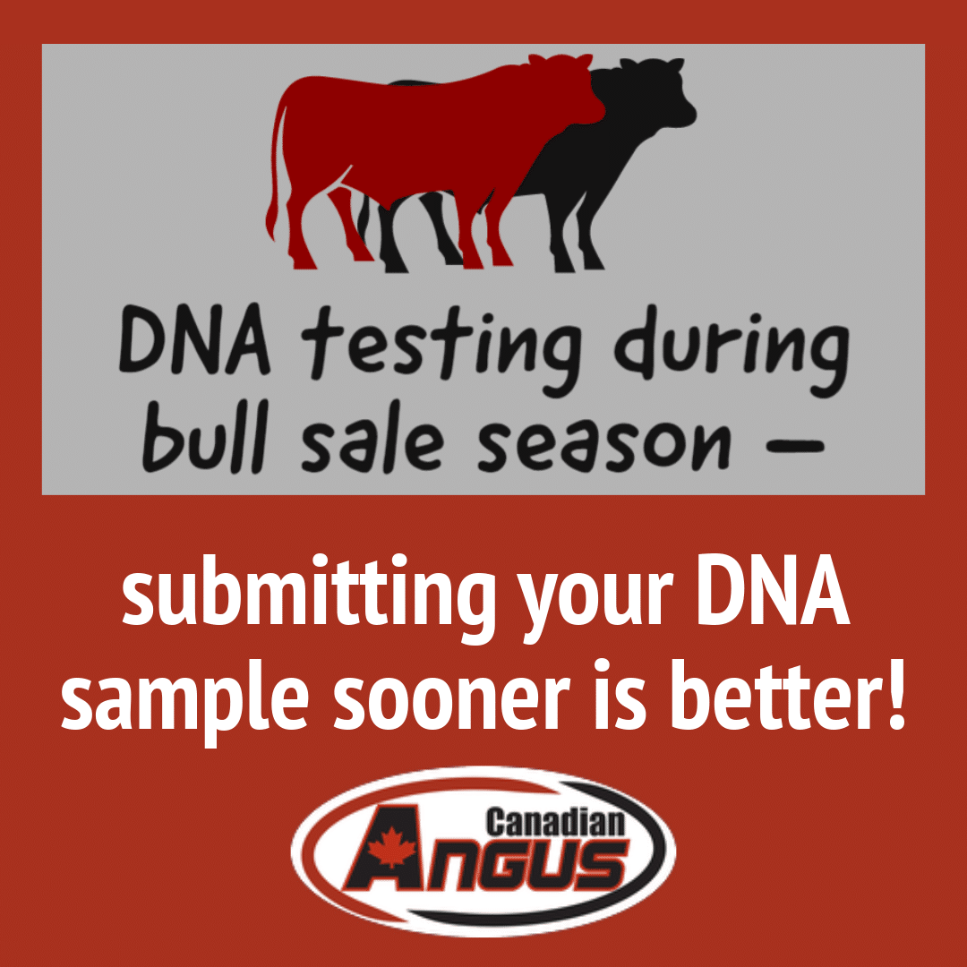 DNA testing bull sale