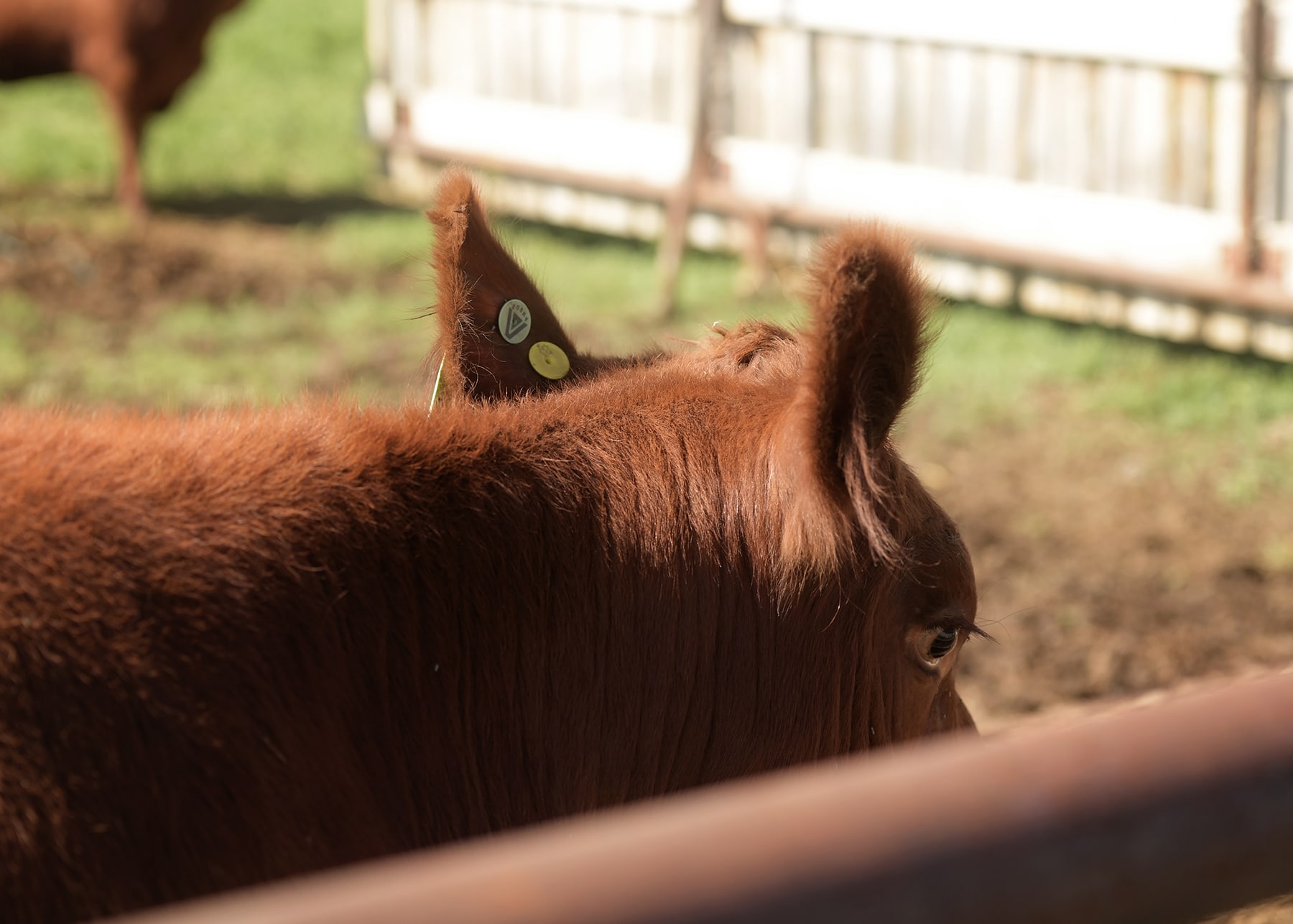 Canadian Angus Association