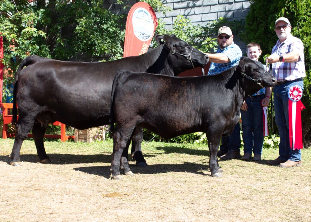 2022 Kent County Fair Angus and Supreme Champion Female: </br>Wheatley River Gwen 11G & Wheatley River Klover 9K calf at foot