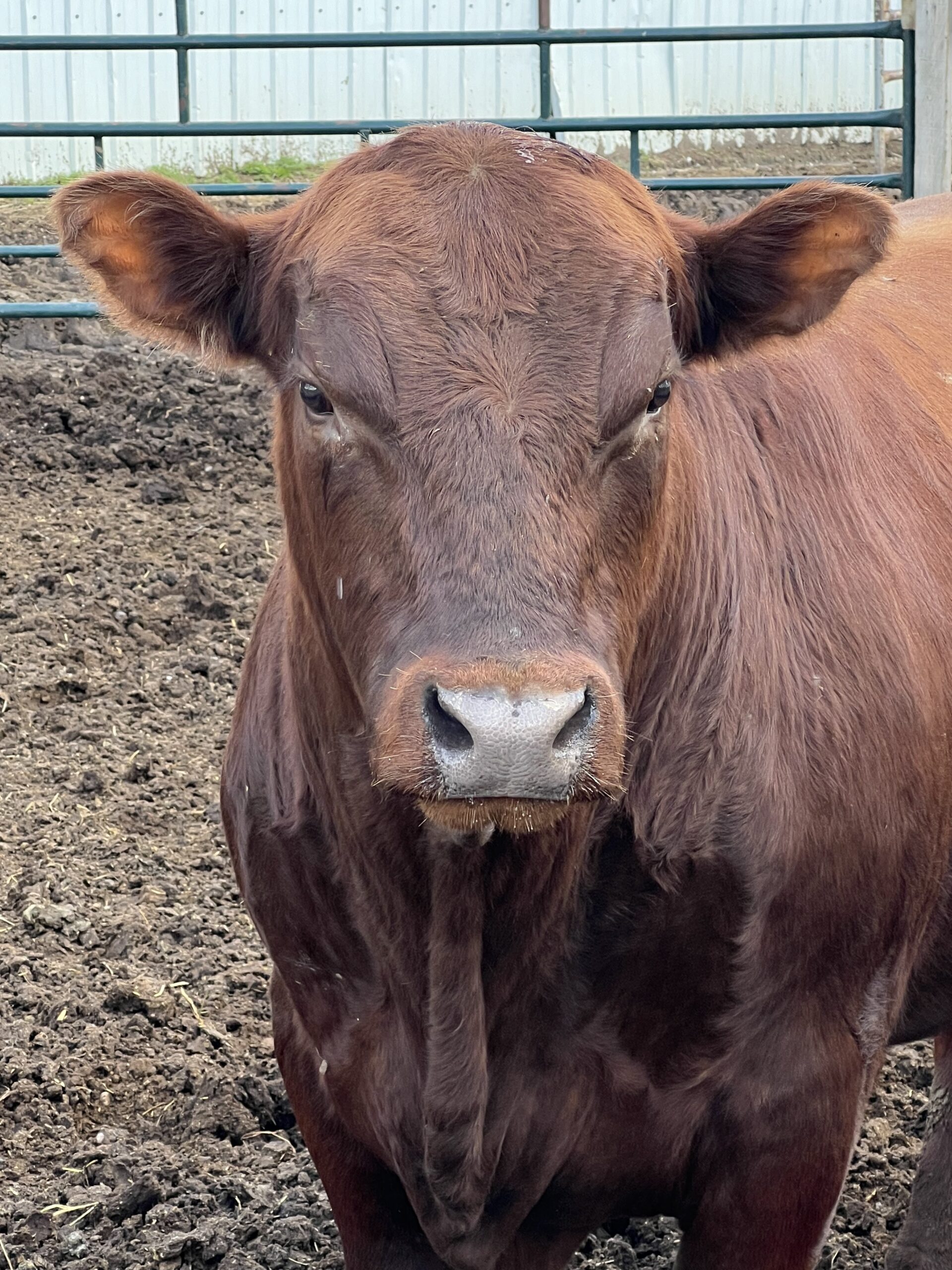 Canadian Angus Association