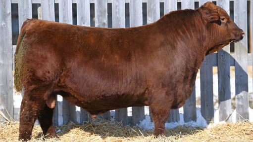 IMG 5054 1 Navigator orignial small