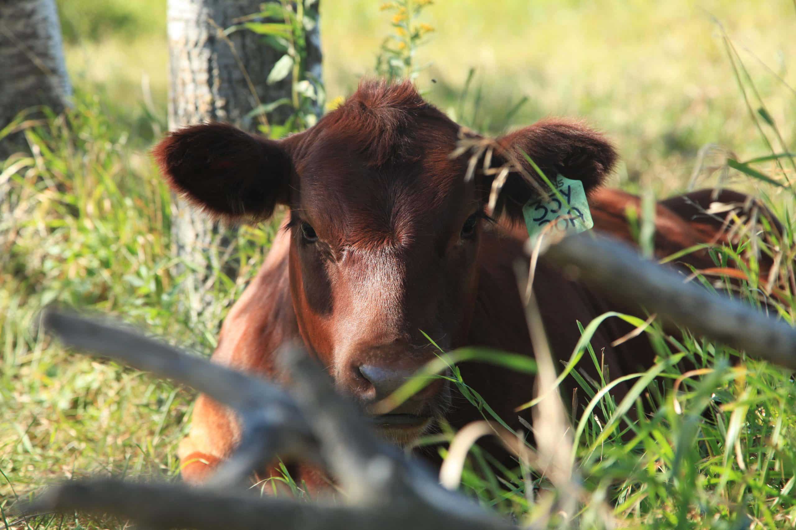Canadian Angus Association
