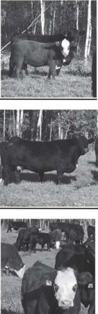 Some of Jack's cattle