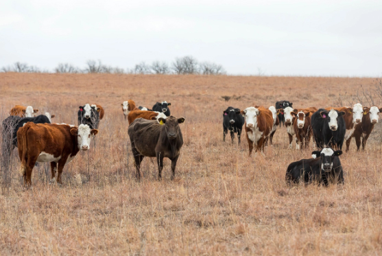 Canadian Angus Association
