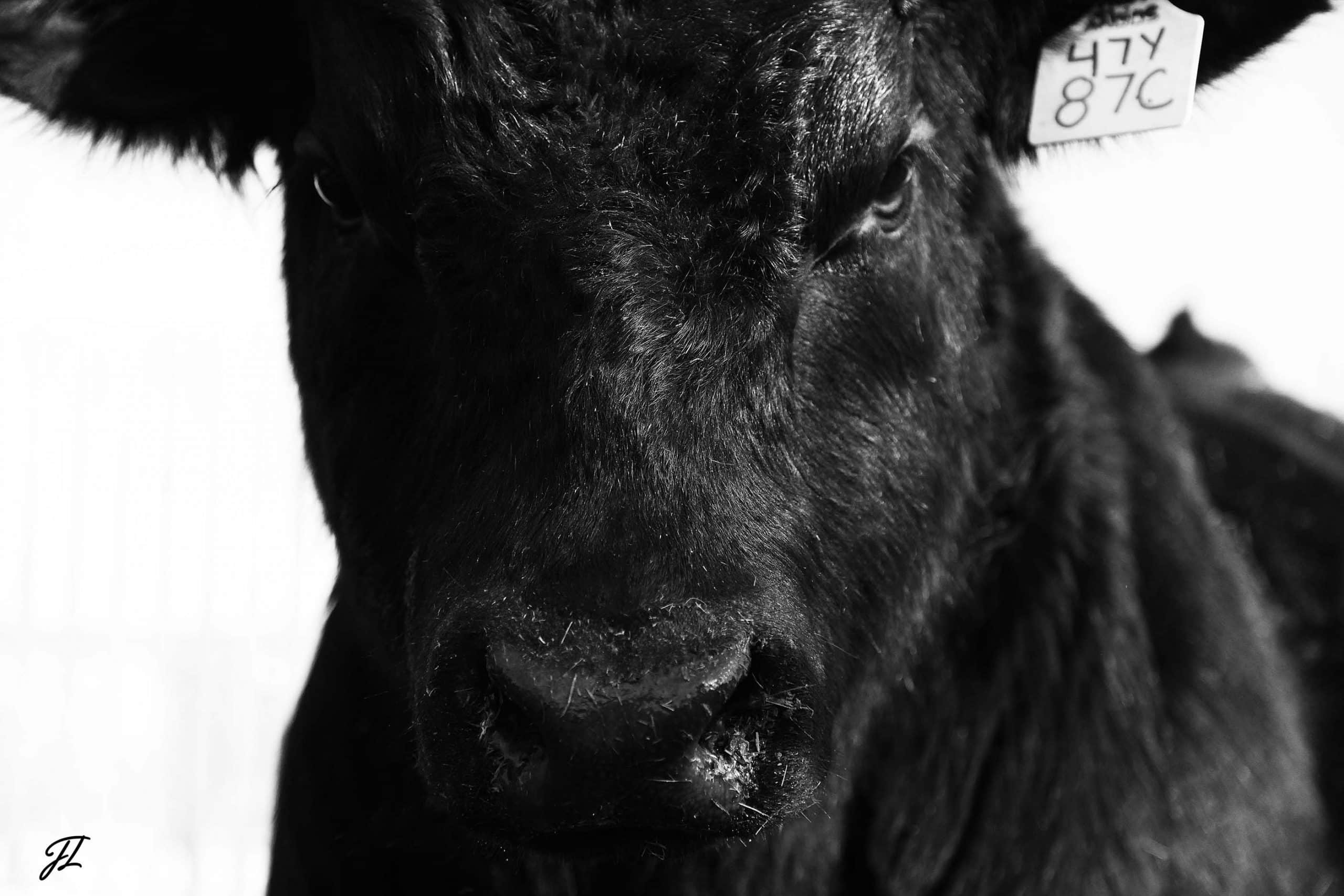 Canadian Angus Association