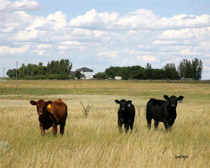 Canadian Angus Association