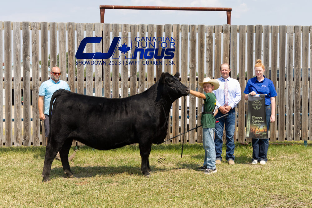 Open Division - Reserve Grand Champion Female Brooking Beauty 2133 - <br>Kordell Morrison