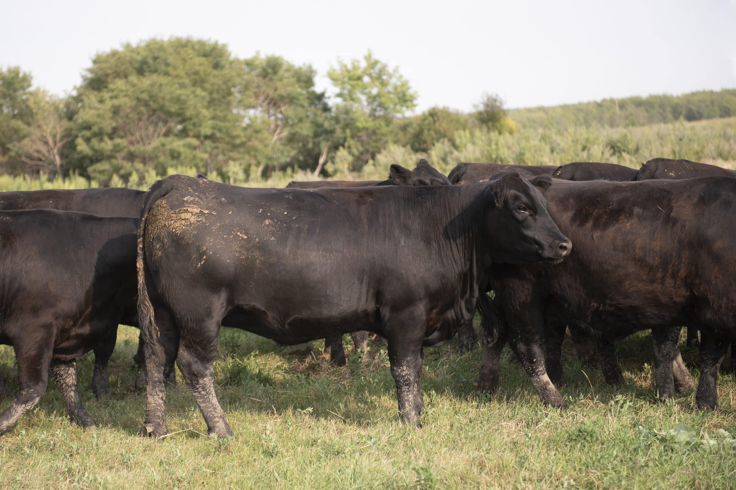 Canadian Angus Association