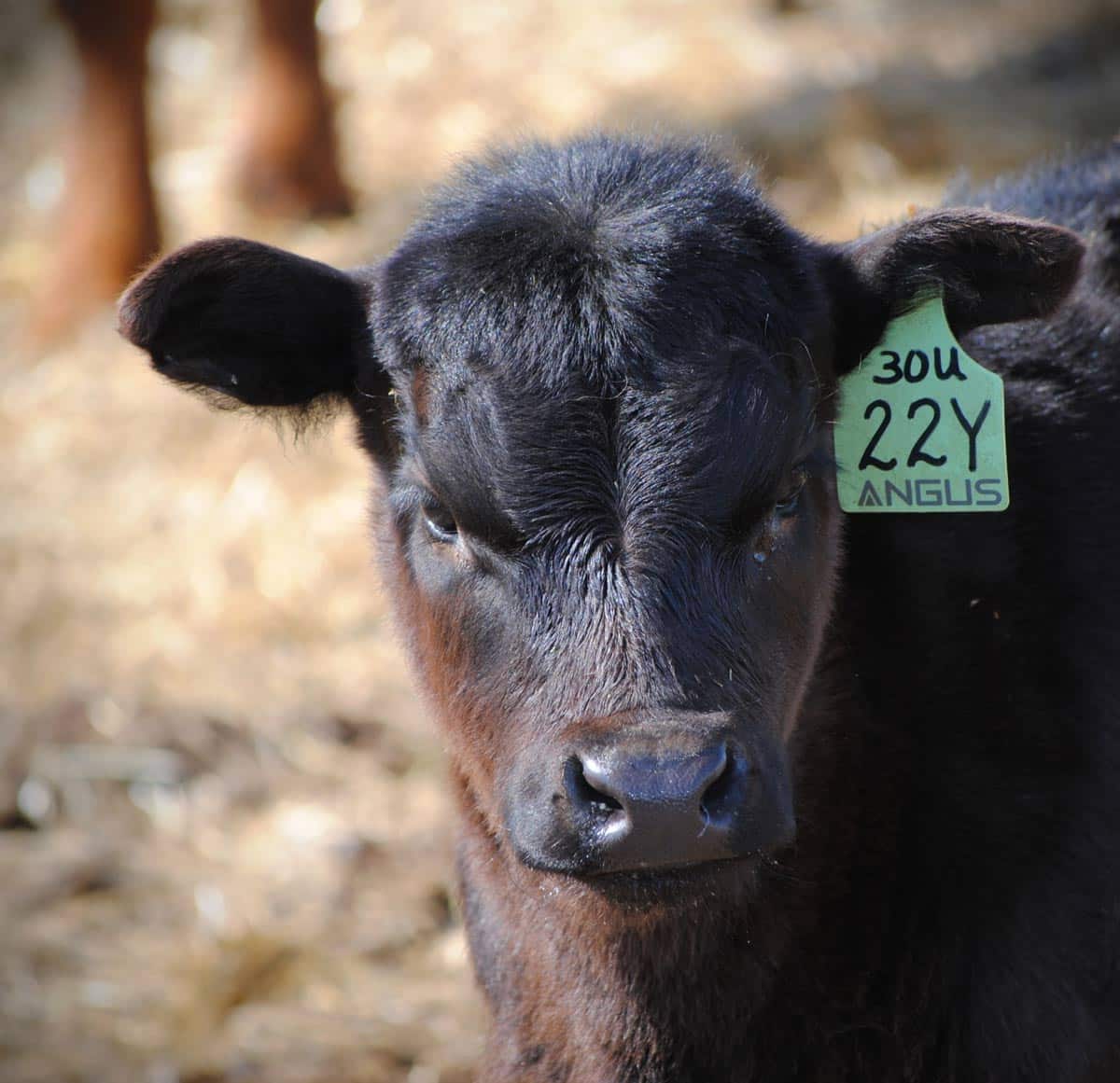 Canadian Angus Association