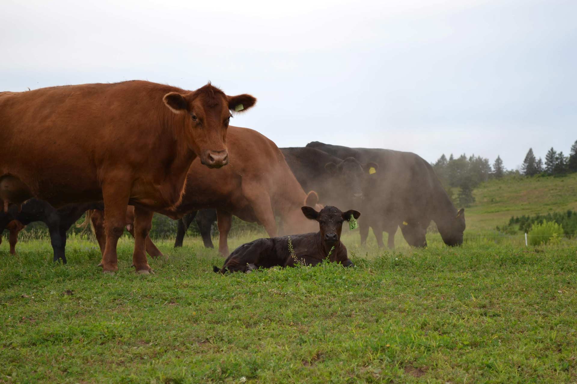 Canadian Angus Association