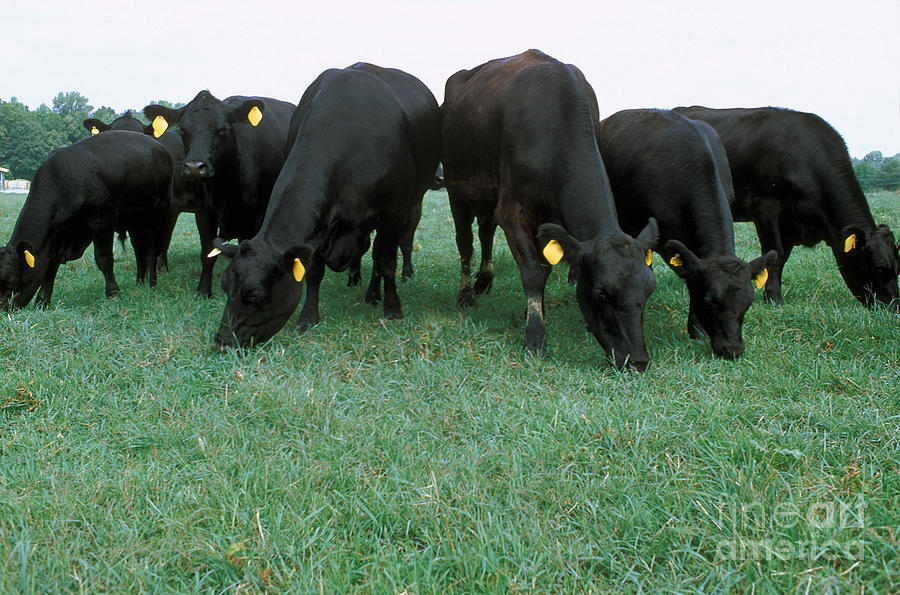 Canadian Angus Association