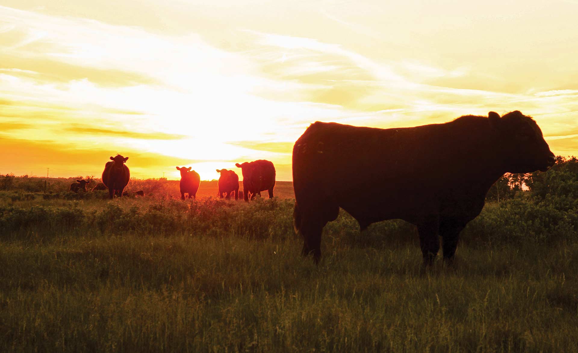 Canadian Angus Association