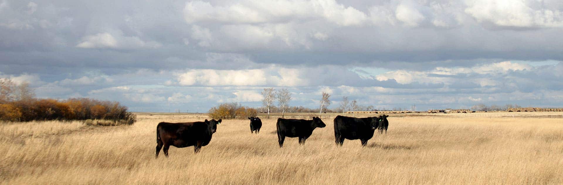 Canadian Angus Association