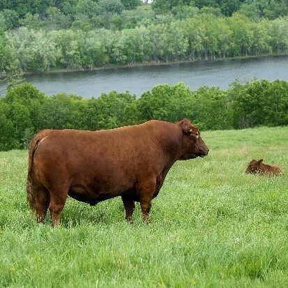 Red bull for male fertility project