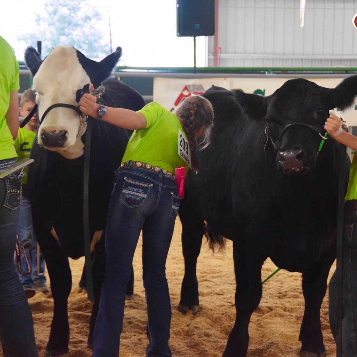 Junior Shows Canadian Angus Association