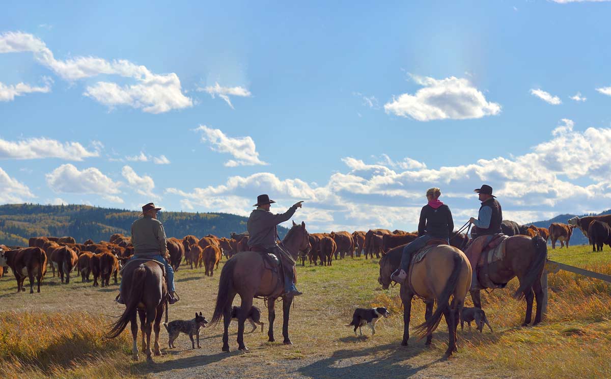 Canadian Angus Association