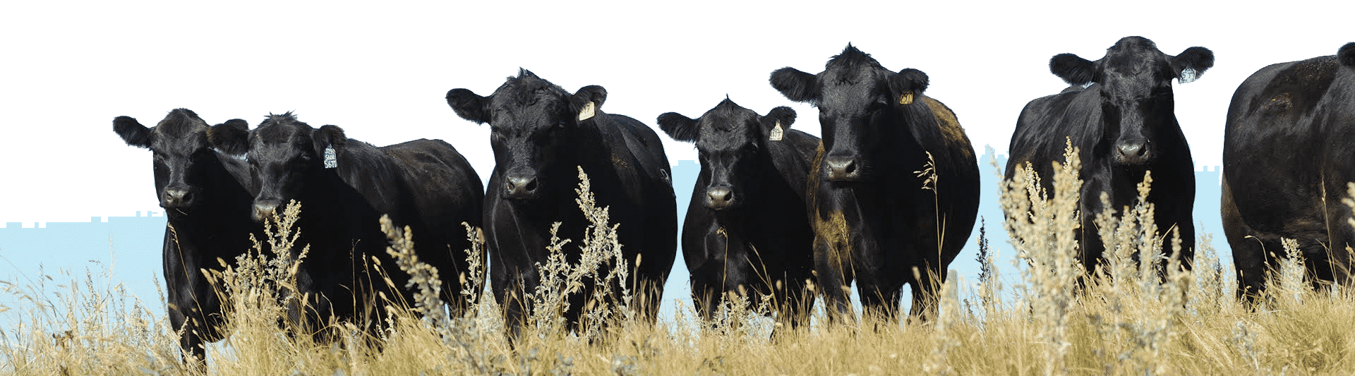 Canadian Angus Association