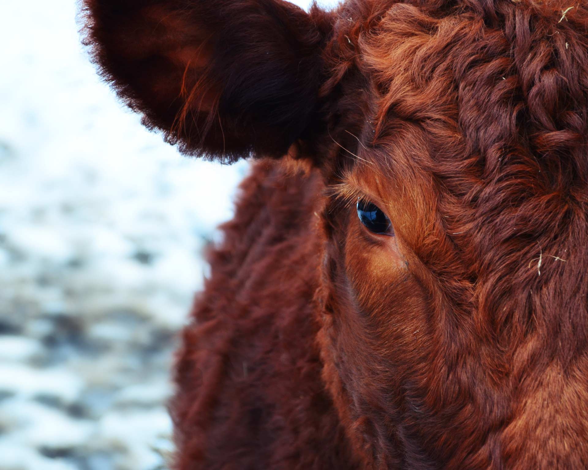 Canadian Angus Association