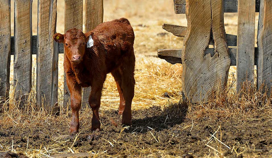 Canadian Angus Association