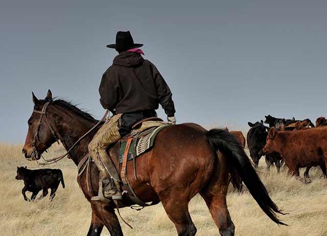 Canadian Angus Association