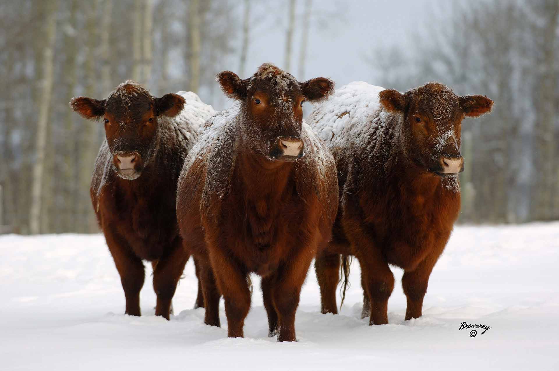 Canadian Angus Association