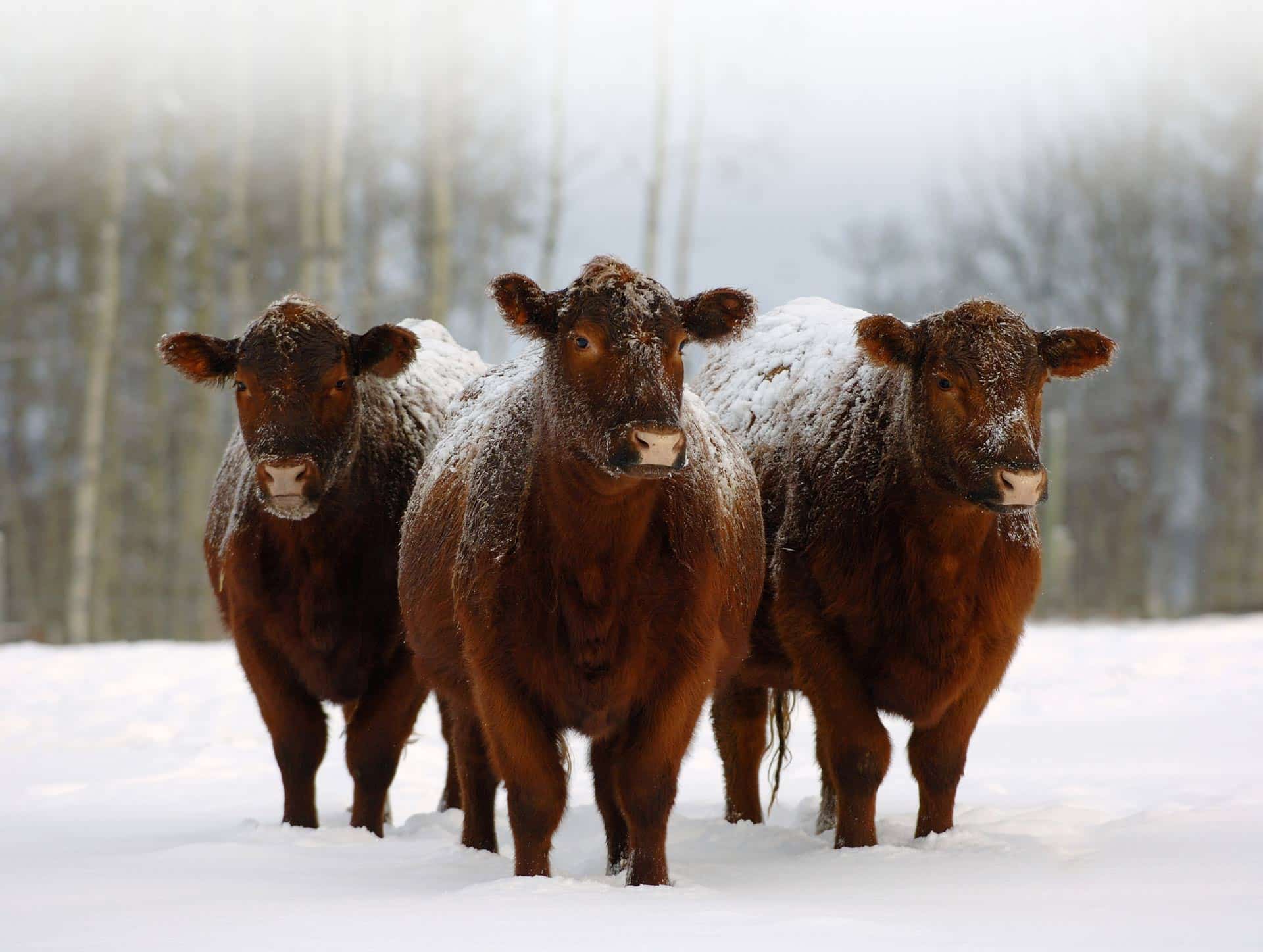 homepageshowcasebg Canadian Angus Association