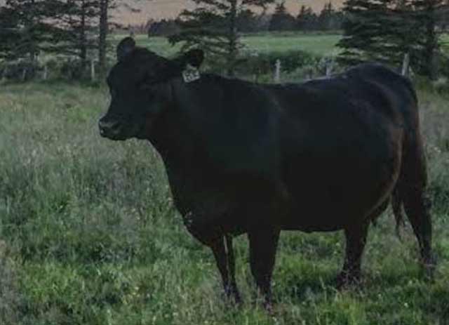 Canadian Angus Association