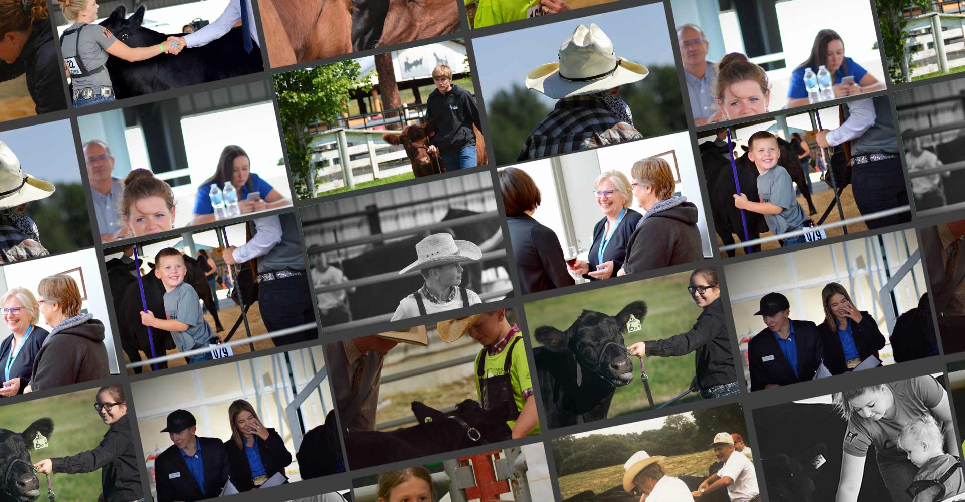 Canadian Angus Association