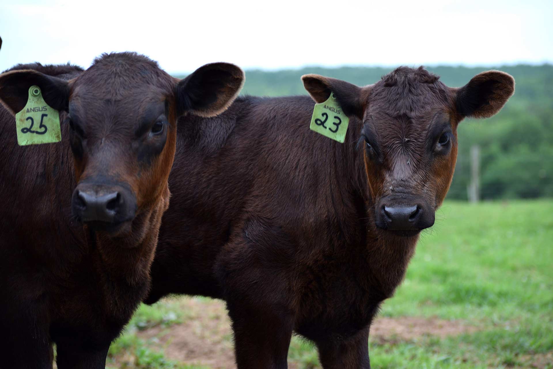 misc-1 - Canadian Angus Association