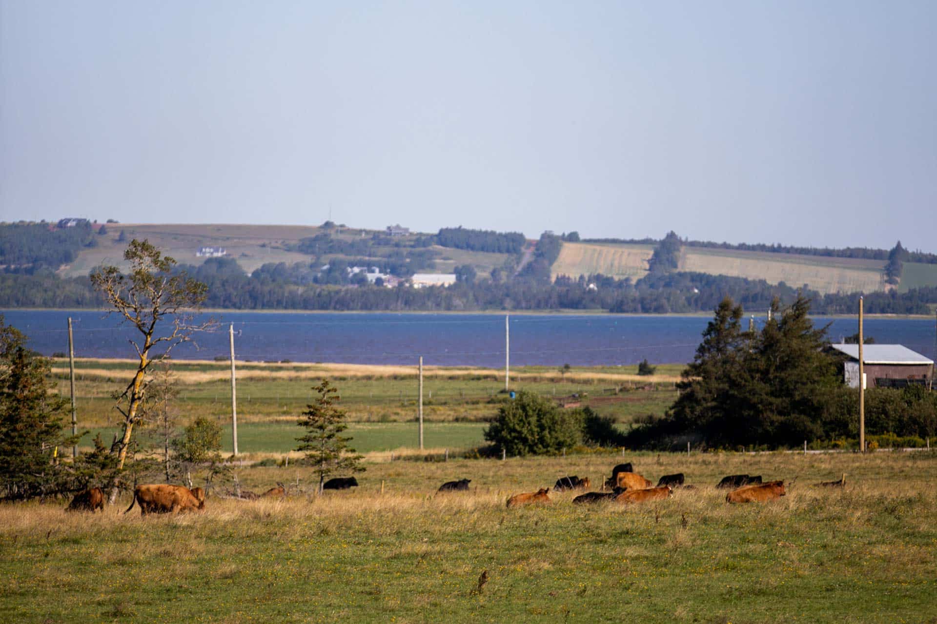 Canadian Angus Association