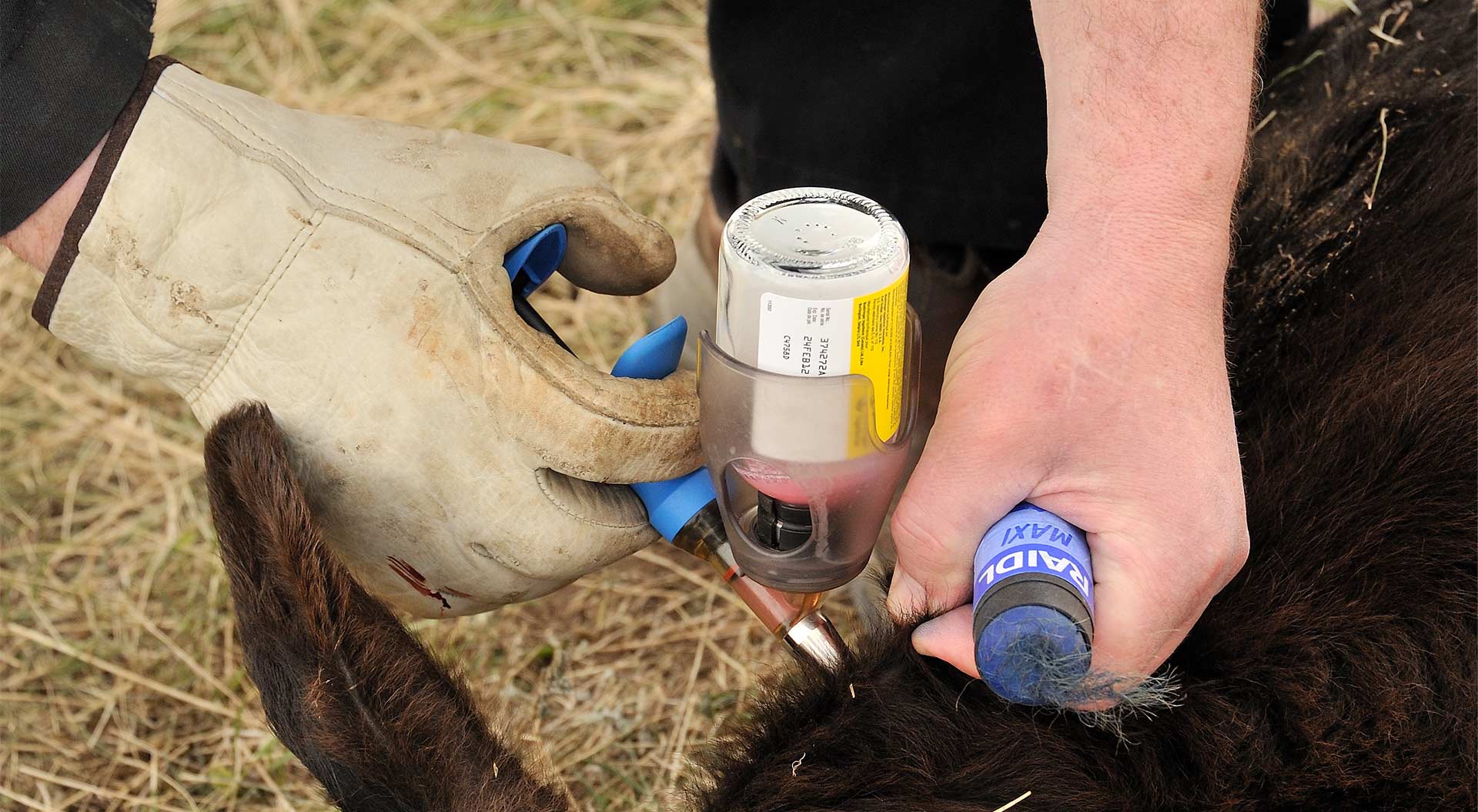 Canadian Angus Association