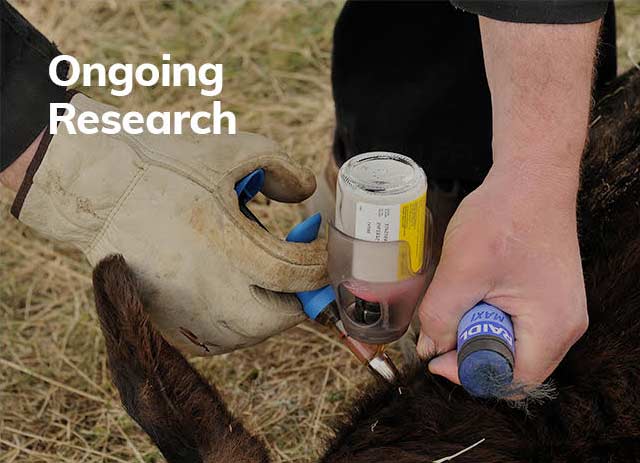 Canadian Angus Association