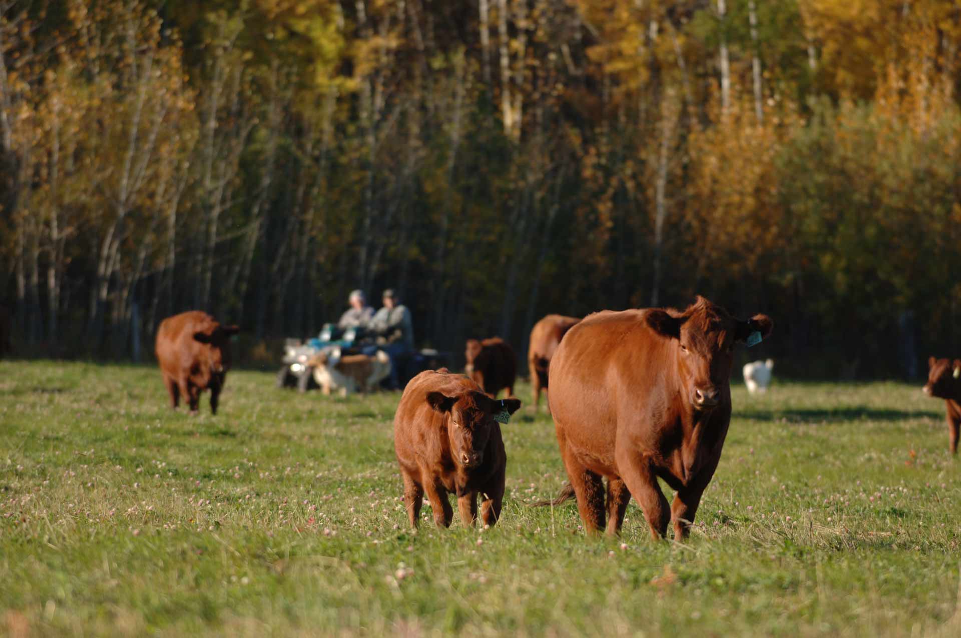 Canadian Angus Association