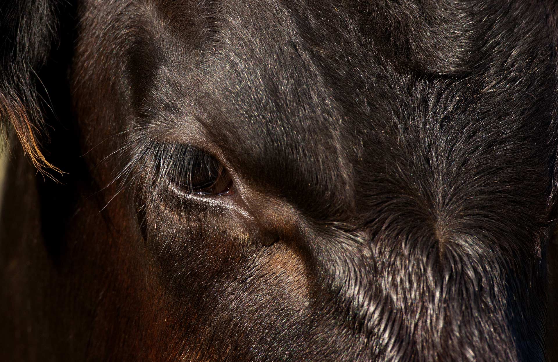 Canadian Angus Association